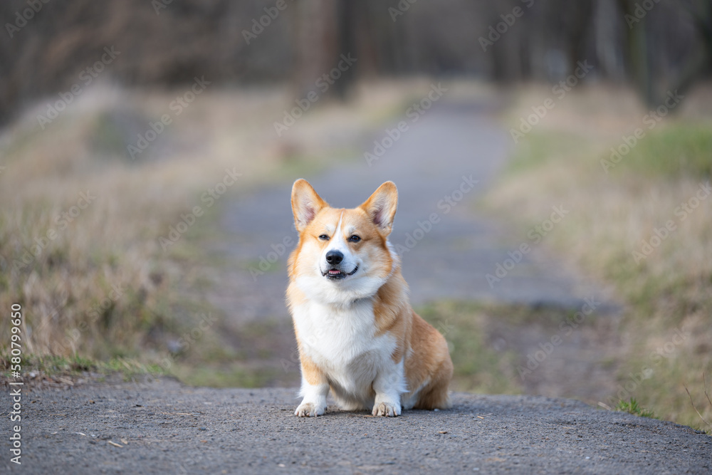 welsh corgi pembroke in the park welsh corgi pembroke in the park