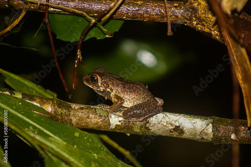 Pulchrana baramica (Boettger, 1900) (Brown Marsh Frog) photo