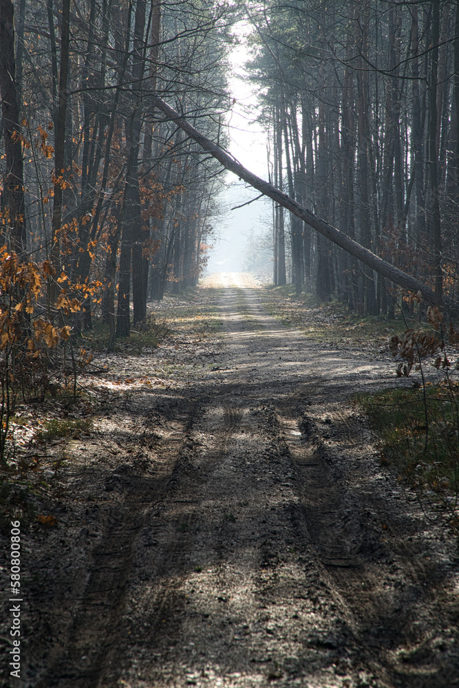 Naklejka premium Leśna droga
