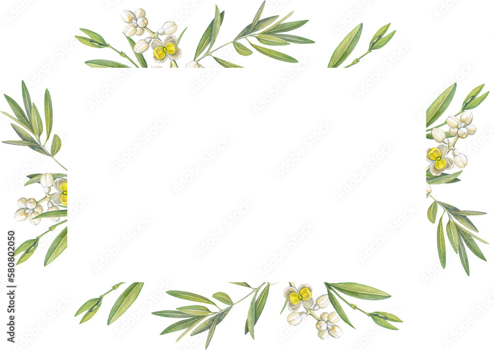 rectangular frame of watercolor drawings of olive tree leaves and flowers