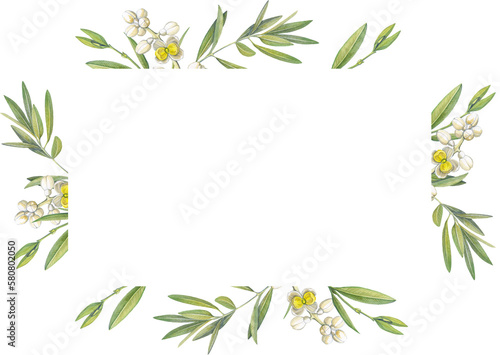 rectangular frame of watercolor drawings of olive tree leaves and flowers © Olga