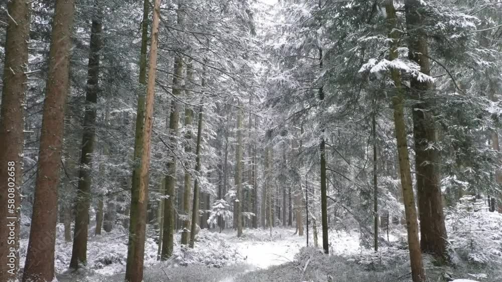 fantastic snowy winter landscape in the forest with snowfall,drone photography, fantastic snowy winter landscape in the forest with snowfall,drone photography,