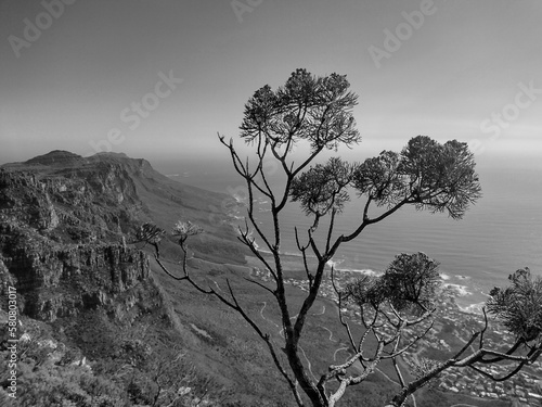 silhouette of tree