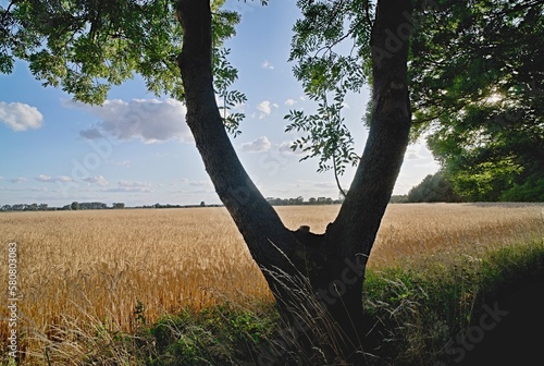 tree in the field