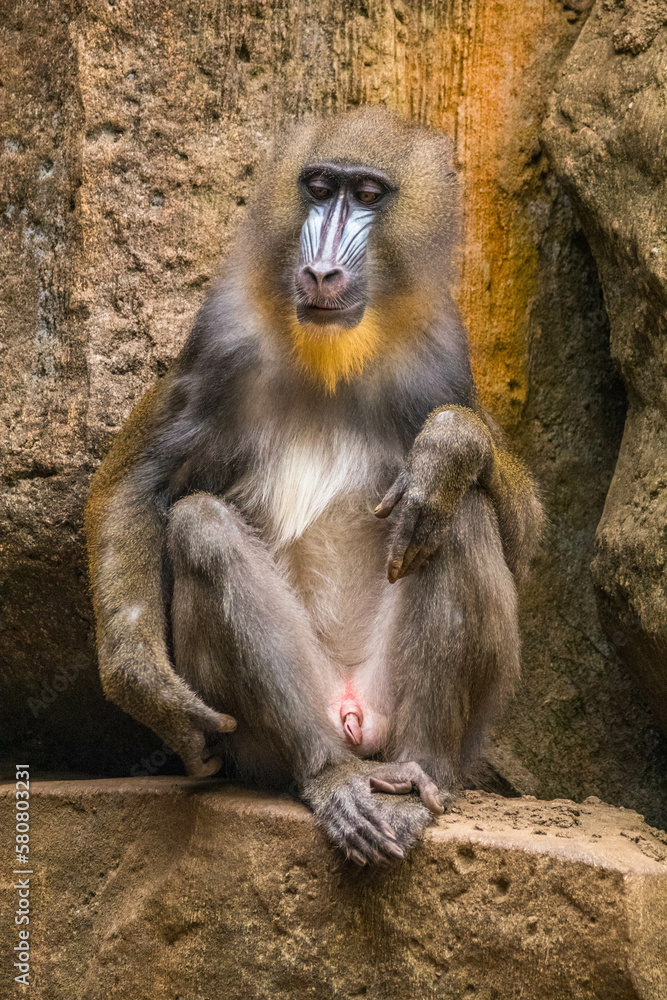 The mandrill (Mandrillus sphinx) is a large Old World monkey native to west central Africa. It is one of the most colorful mammals in the world The mandrill (Mandrillus sphinx) is a large Old World monkey native to west central Africa. It is one of the most colorful mammals in the world