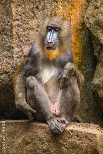 The mandrill  Mandrillus sphinx  is a large Old World monkey native to west central Africa. It is one of the most colorful mammals in the world