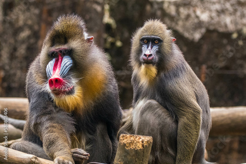 Photo The mandrill (Mandrillus sphinx) is a large Old World monkey native to west central Africa