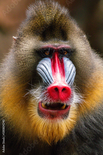 Tela The mandrill (Mandrillus sphinx) is a large Old World monkey native to west central Africa