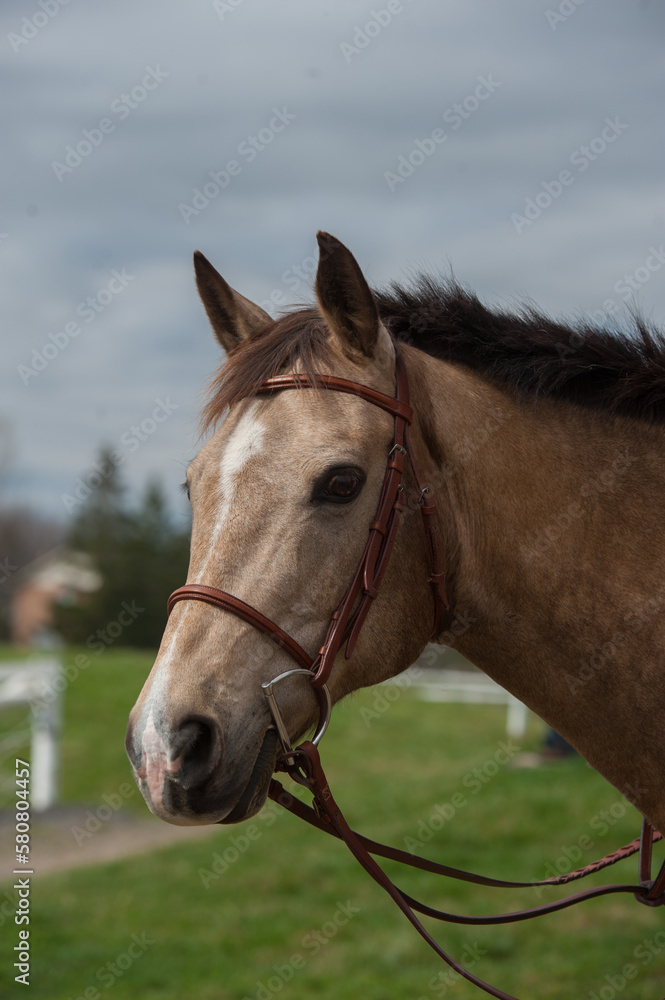 Obraz premium pony portrait with english leather bridle quarter horse pony quarter pony headshot ears forward happy white blaze on face facial marking buckskin color black forelock vertical equine image with tack