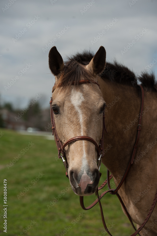 Obraz premium pony portrait with english leather bridle quarter horse pony quarter pony headshot ears forward happy white blaze on face facial marking buckskin color black forelock vertical equine image with tack