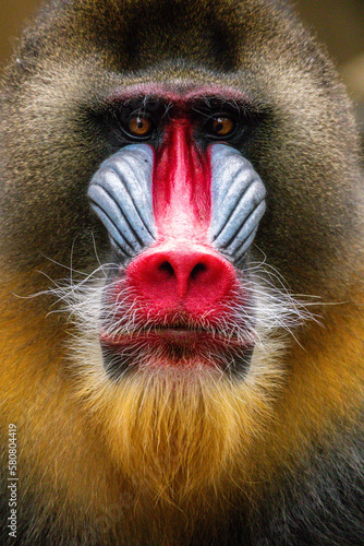 The mandrill (Mandrillus sphinx) is a large Old World monkey native to west central Africa. It is one of the most colorful mammals in the world photo