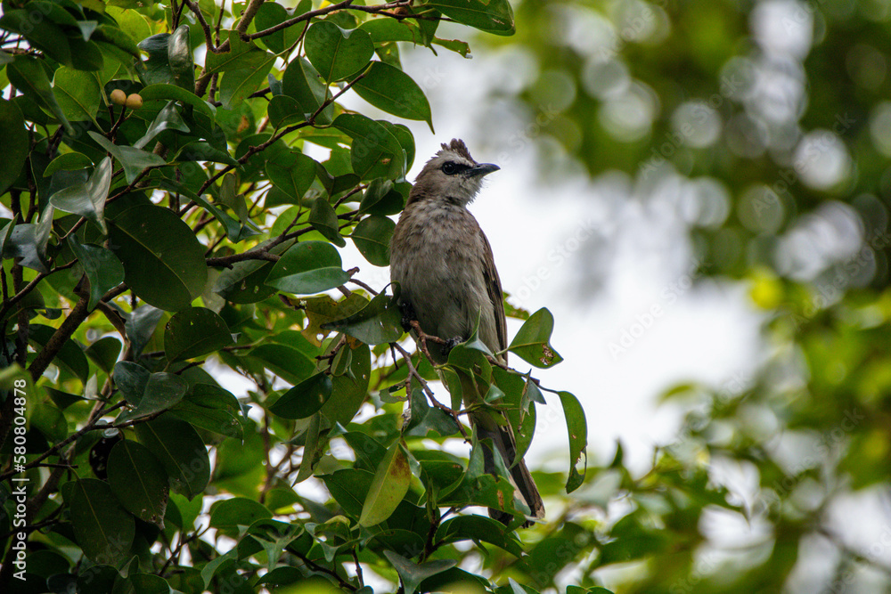 The sooty-headed bulbul (Pycnonotus aurigaster) The sooty-headed bulbul (Pycnonotus aurigaster)
