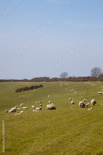 A field of sheep grazing with their newborn lambs