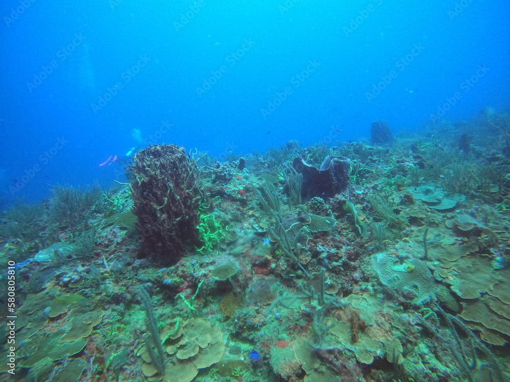 scuba diving in the caribbean scuba diving in the caribbean