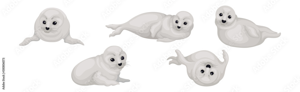 White Fur Seals as Pinniped Species with Vibrissae and Dense Underfur Vector Set White Fur Seals as Pinniped Species with Vibrissae and Dense Underfur Vector Set