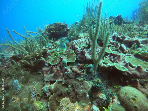 Fototapeta Naklejka Na Ścianę i Meble -  scuba diving in the caribbean 