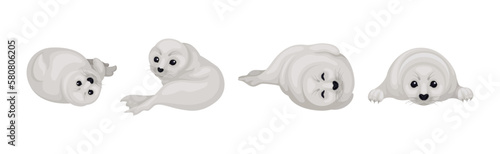 White Fur Seals as Pinniped Species with Vibrissae and Dense Underfur Vector Set