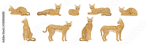 Serval as African Wild Cat with Small Head and Large Ears in Different Pose Vector Set