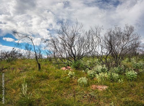 Small green bushes, dry trees and grass - typical jungle scenery near Andringitra massif in Madagascar photo