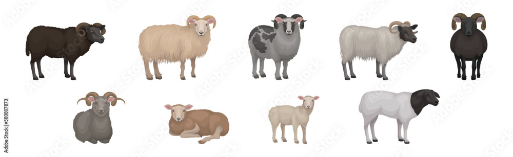 Fototapeta premium Sheep as Ruminant Domestic Mammal Kept as Livestock Vector Set