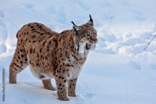adult male Eurasian lynx (Lynx lynx) is yawning