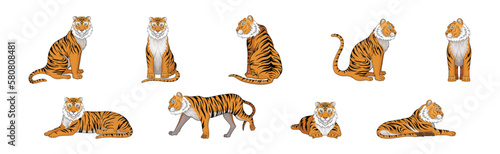 Striped Tiger with Orange-brown Fur as Wild Cat Species in Different Poses Vector Set