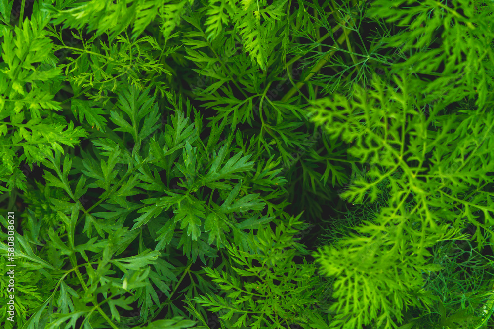 Background from green grass. Green leaves with water drops close up.