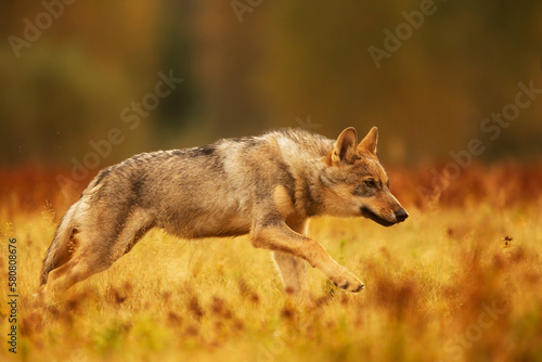 Eurasian wolf  Canis lupus lupus  photographed up close
