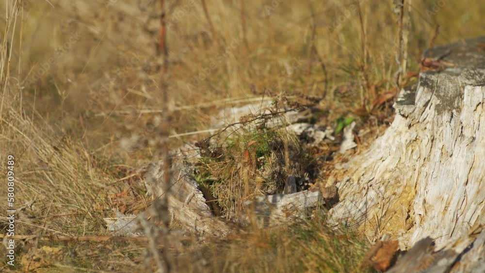 Old tree stump with yellow autumn grass around, closeup detail camera slides to side Old tree stump with yellow autumn grass around, closeup detail camera slides to side
