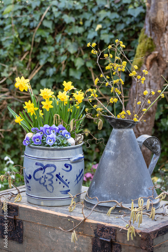 Garten-Arrangement mit blauen Hornveilchen und Narzissen im Rumtopf und Kornelkirschzweigen im vintage Krug photo