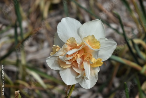 Double Daffodil