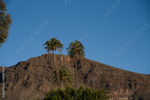 View on Palm tree and mountains form Santa Lucia village