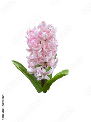 Pink Hyacinth w Bee Transparent