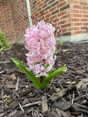 Pink Hyacinth w Bee