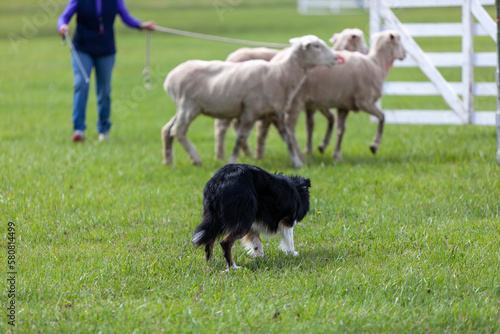 Sheep being herded in a Stock Dog Trial in western Colorado