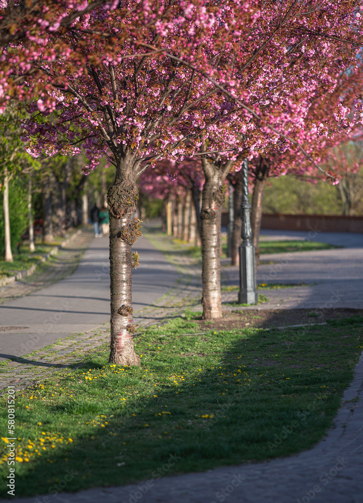 Naklejka premium Blooming pink japanese cherry trees at the Arpad Toth Promenade, Budapest