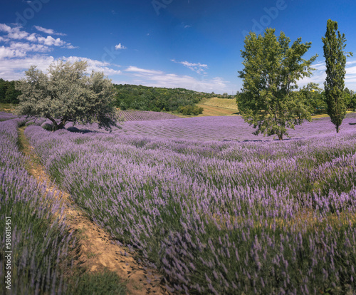 Purple lavender field in Hungary