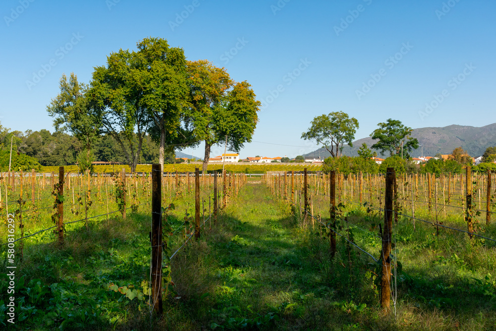 vineyard in portugal