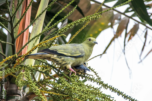 The pink-necked green pigeon (Treron vernans) is a species of bird of the pigeon and dove family, Columbidae photo