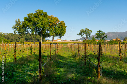 Wallpaper Mural vineyard in portugal Torontodigital.ca