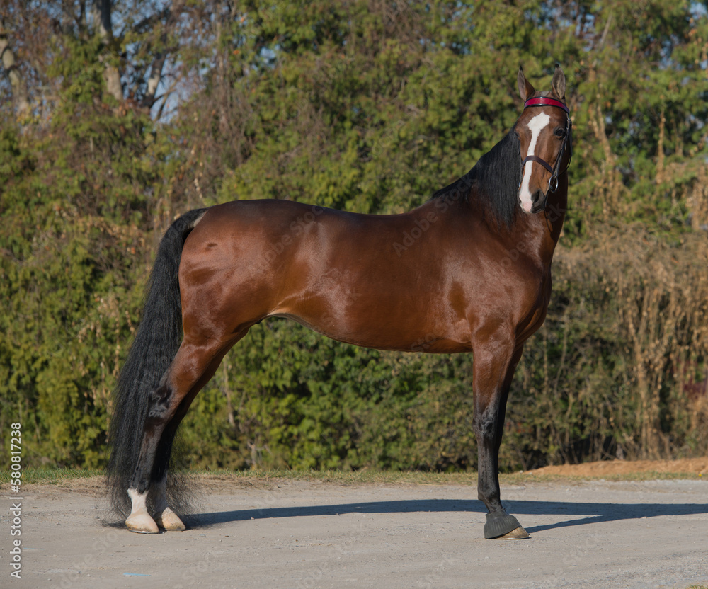 american saddlebred horse conformation bay horse in park stance or pose