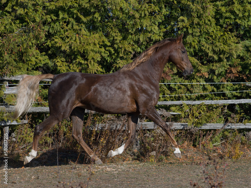 Fotografie purebred american saddlebred horse trotting in paddock chestnut horse in motion