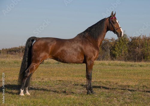 Fotografie american saddlebred horse conformation bay horse in park stance or pose standing