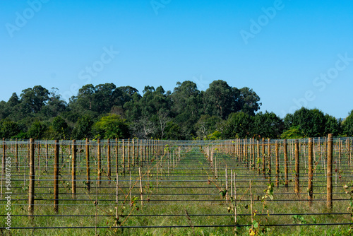 Wallpaper Mural vineyard in portugal Torontodigital.ca