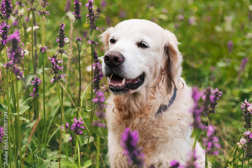 Happy smiling adorable golden retriever dog outdoors on green grass white and purple summer flowers.