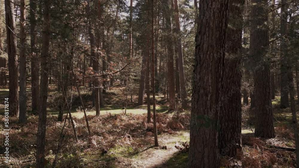 Interior of a forest In Navacerrada in Madrid, Spain Interior of a forest In Navacerrada in Madrid, Spain
