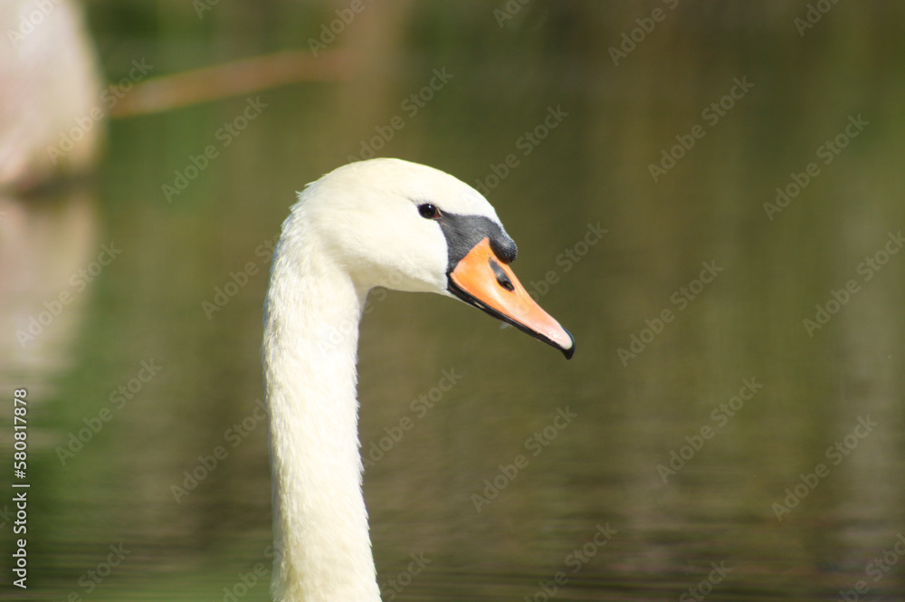 Closeup of swan head side view with blurred lake on background Closeup of swan head side view with blurred lake on background