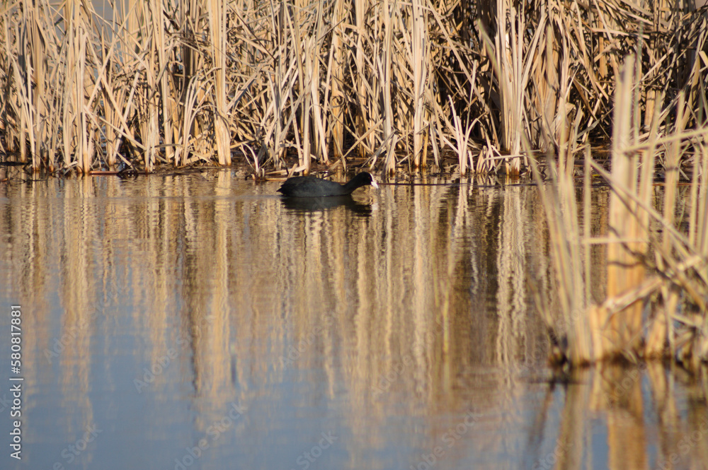 Fototapeta premium Closeup of eurasian coot and yellow reed reflecting on rippled lake