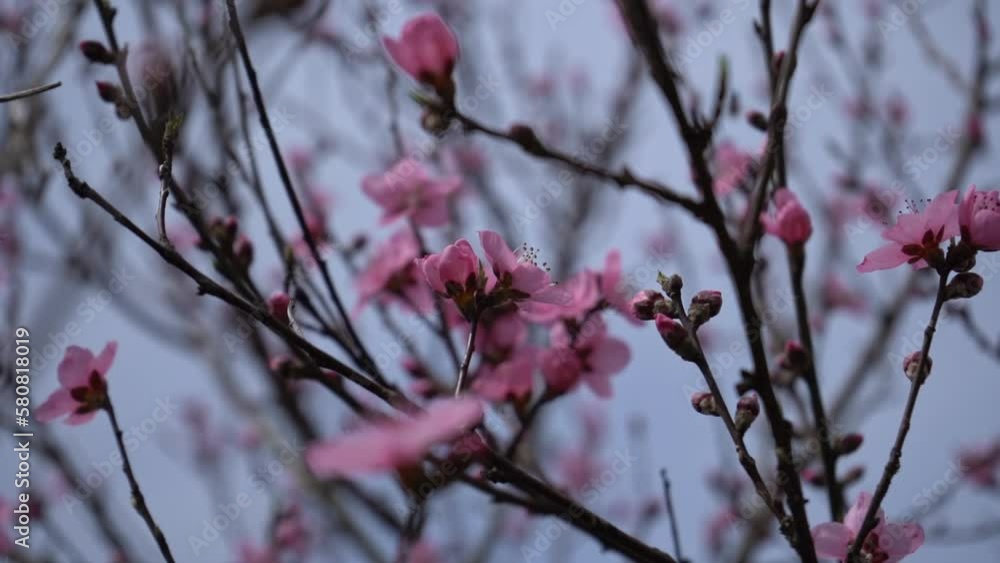 flowers in the sky flowers in the sky
