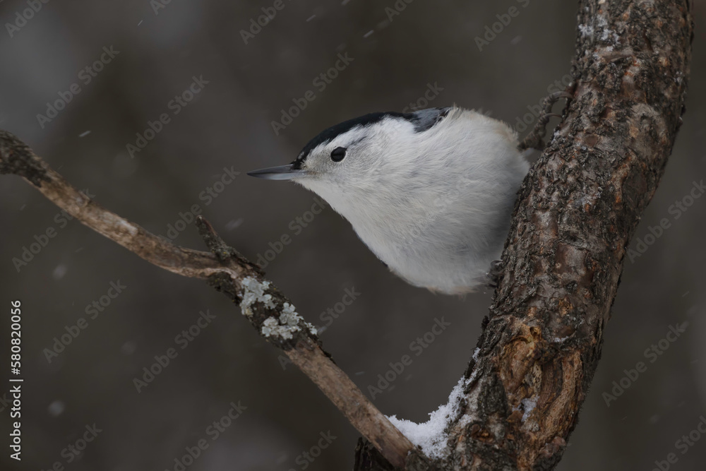 Fototapeta premium nuthatch